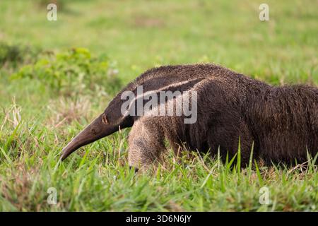 Beautiful view to giant anteater in the Pantanal of Miranda Stock Photo