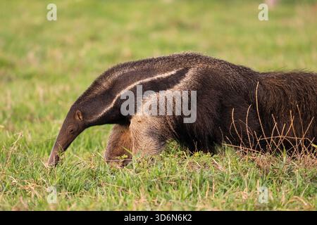 Beautiful view to giant anteater in the Pantanal of Miranda Stock Photo