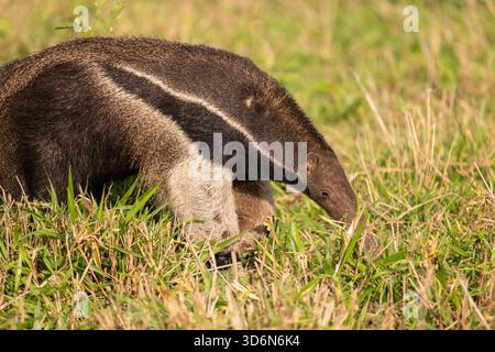 Beautiful view to giant anteater in the Pantanal of Miranda Stock Photo