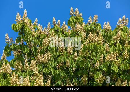 horse chestnut flowers in latin Aesculus hippocastanum also called as horse-chestnut, European horsechestnut, buckeye and conker tree, Isolated on blu Stock Photo