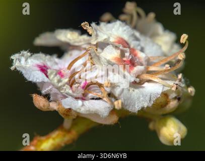 horse chestnut flowers in latin Aesculus hippocastanum also called as horse-chestnut, European horsechestnut, buckeye and conker tree Stock Photo