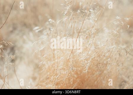 Soft dry grass swaying in golden autumn light Stock Photo