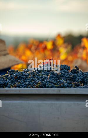 Red grapes in grape bin after being hand harvested on a fall morning Stock Photo