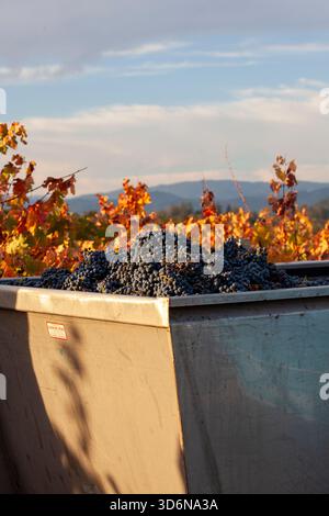 Red grapes in grape bin after being hand harvested on a fall morning Stock Photo