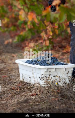 Red grapes in bin after being handpicked from the vine Stock Photo