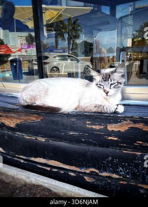 Stray cat resting on a wooden surface in Martil, Morocco, with reflections of palm trees and cars. Photographed 22 October 2025. Stock Photo