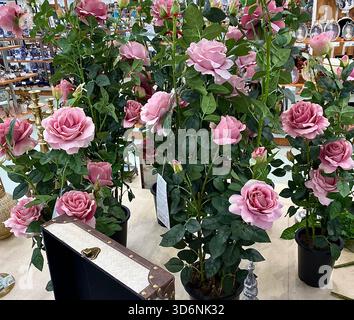 Several large pink artificial rose plants displayed for sale in a store interior with decorative items. Stock Photo