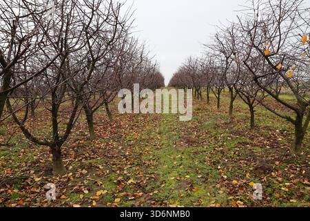 Rows of Dormant Fruit Trees in a autumn Orchard with fallen leaves Stock Photo