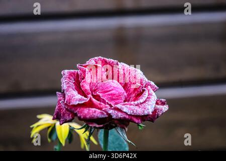 Frozen pink rose with a thin layer of frost on its petals. The background features horizontal blurred warm tones and soft bokeh, enhancing the floral Stock Photo
