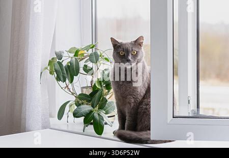 A british shorthair gray cat sits on a white windowsill next to a stephanotis (Stephanotis floribunda) plant, looking at camera in a cozy modern home. Stock Photo