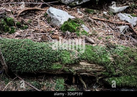 Old wooden log on forest floor covered with dense green moss, surrounded by branches, twigs, and pine cones. Stock Photo