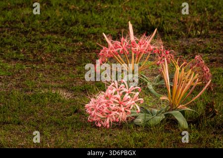 a safari just after the rainy season revealed the real beauty of the wild savannah plains of Zambia. Gorgeous flowers in radiant colours. Stock Photo