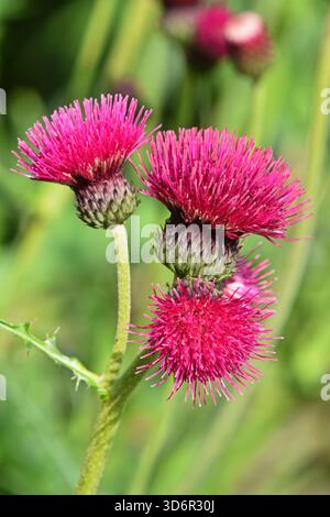 Vibrant pink thistle flower heads with spiky green bases blooming on a stem, showcasing natural beauty and resilient growth in a lush, soft focused gr Stock Photo