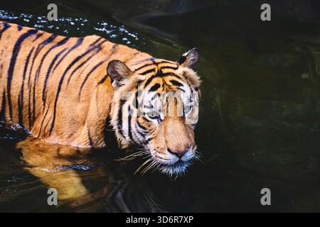 A male adult Malayan tiger (panthera tigris jacksoni) swimming around the pond in his enclosure at the zoo Stock Photo