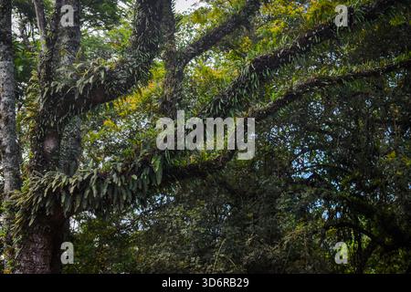 Moody Moss-Covered Tree Trunk in Lush Green Forest – Nature Texture Close-Up Stock Photo