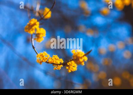 Graceful branch adorned with vivid yellow blossoms arcs through frame, sharply focused against dreamy sky. Soft bokeh background enhances delicate tex Stock Photo