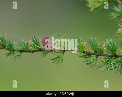 Small Tamarack cone on a branch Stock Photo