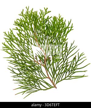 Evergreen conifer sprig isolated on white background Stock Photo