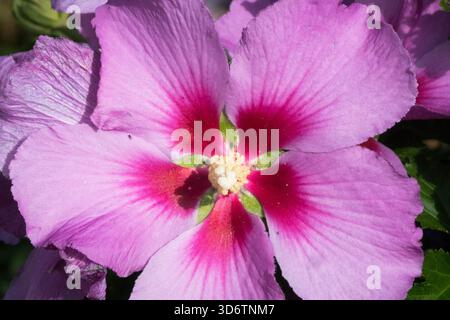 Hybiscus syriacus Rose Moon Stock Photo