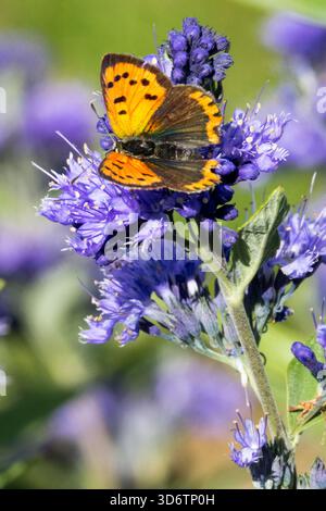 Small Copper butterfly Lycaena phlaeas basking on the flower Caryopteris × clandonensis "Kew Blue" Insect in Early Autumn Suck Nectar September animal Stock Photo