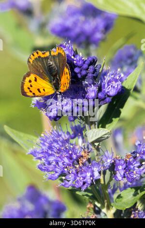 Small Copper butterfly on a bloom of Caryopteris flower, Caryopteris Butterfly Stock Photo