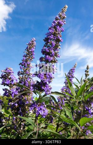 Vitex agnus castus sky Stock Photo