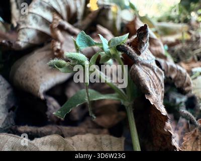 Small green plant with fuzzy stems emerging from dry brown leaves, close-up view of early growth. Stock Photo