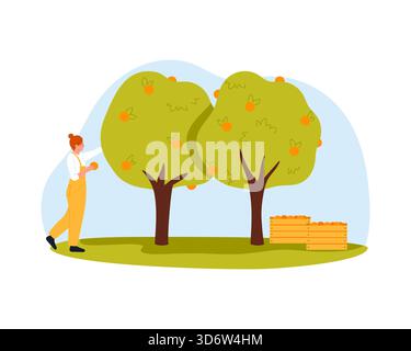 Female farmer picking oranges from trees with crates for juice on isolated white background vector illustration Stock Vector
