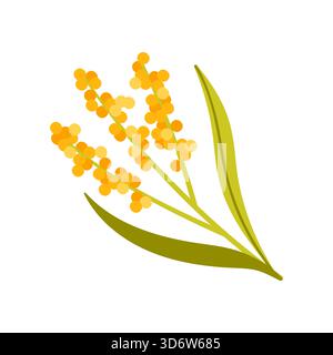 Bright yellow Australian wattle flower with green leaves on isolated white background vector illustration Stock Vector