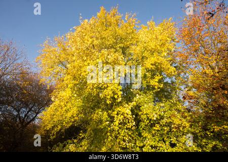 Acer saccharinum "Elegant" Silver Maple Tree in Autumn Stock Photo