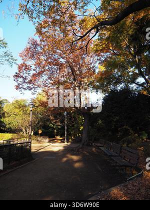 Weathered wooden benches in an early morning autumn park in Ogikubo, Suginami, Tokyo Stock Photo