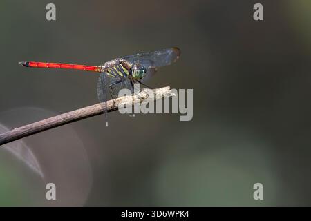 Asian Blood Tail (Lathrecista asiatica) a stunning dragonfly rests on a twig in Asia, Singapore. Stock Photo