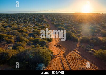 Kangaroo hops along a dirt track in the Australian outback at sunset Stock Photo