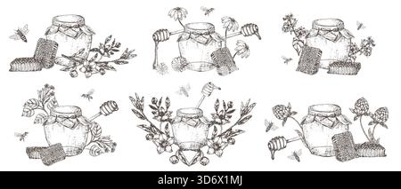 Honey hand drawn illustrations set. Manuka flowers honey, linden, buckwheat, clover and field designs collection. Hand drawn monofloral honey illustrations for logo, labels and flyers. Stock Vector