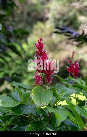 Lush vegetation of the Peruvian Amazon rainforest Stock Photo - Alamy
