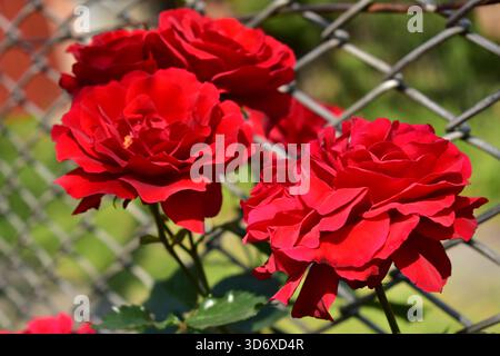 Red roses on a bush. Red climbing rose. Close-up. Stock Photo