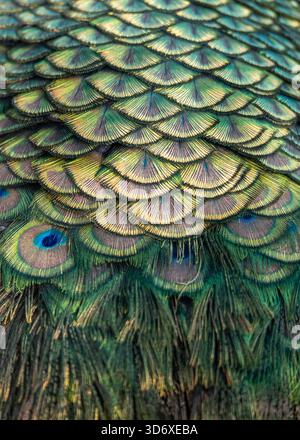 close-up of a peacock's magnificent plumage reveals the  eye pattern with iridescent feathers transition from scaled upper coverts in brilliant emeral Stock Photo