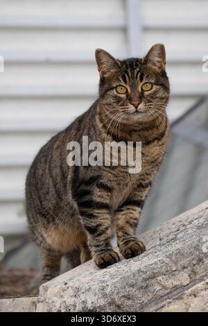A green eyed, gray tabby alley cat in a typical alley in old Jerusalem ...