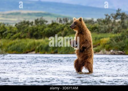 Alaska brown bear standing on hind legs in Moraine Creek at Katmai National Park and Preserve, Alaska, USA Stock Photo