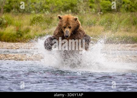 Alaska brown bear catching salmon in Moraine Creek at Katmai National Park and Preserve, Alaska, USA Stock Photo