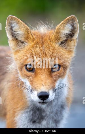 Alaskan red fox at Katmai National Park and Preserve, Alaska, USA Stock Photo