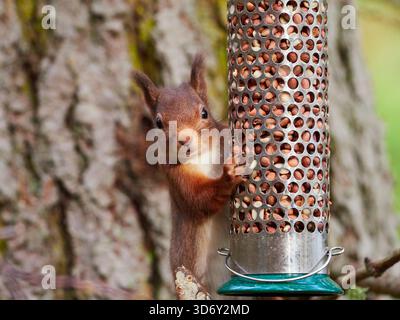 Red squirrel (Sciurus vulgaris) on a peanut feeder in a forest in the Scottish Highlands, UK Stock Photo