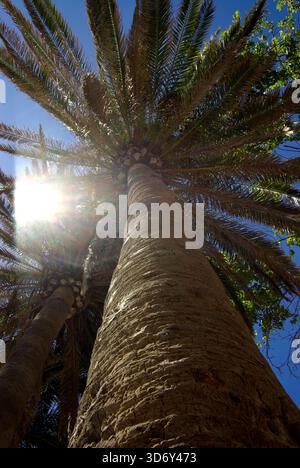 Palm in the sun Stock Photo