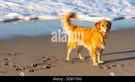 A golden retriever dog standing on a sandy beach near the shoreline, with gentle waves rolling in behind it. Stock Photo