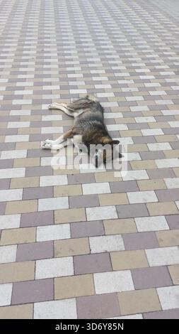 dog lying sideways on pavement. It rests its body on cool tiles, appearing to be at ease and enjoying calm outdoor atmosphere. dog is sleeping peacefu Stock Photo