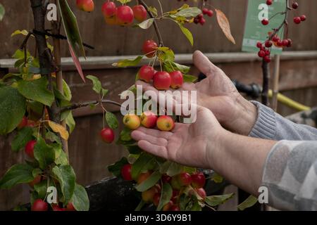 Small red apples on a branch, lying in the palms of elderly men and women Stock Photo