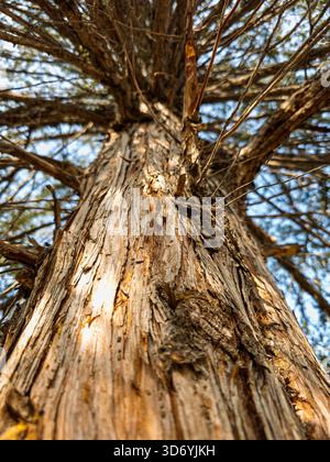 A tree trunk with a lot of bark and a few holes in it. The bark is brown and the trunk is very thick Stock Photo