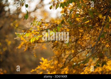A tree with leaves that are yellow and brown. The leaves are hanging from the tree and are scattered throughout the image Stock Photo