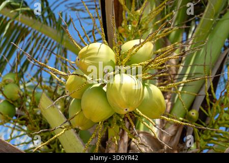 Bunch of fresh young coconuts on green palm tree in Thailand, close up Stock Photo