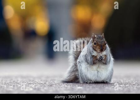 Close-Up of Eastern Gray Squirrel Boston Common city park Stock Photo